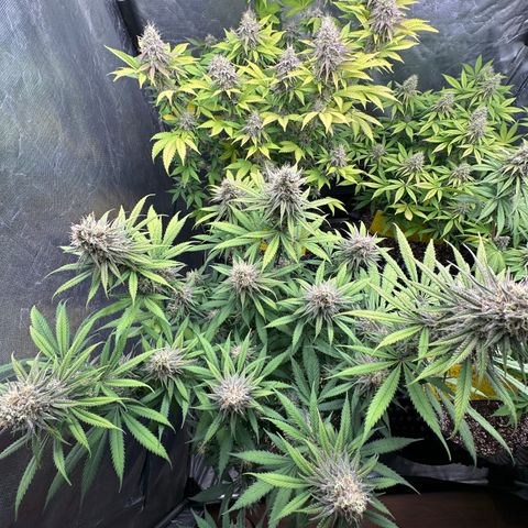 Gorilla Rainbow growlog timeline photo