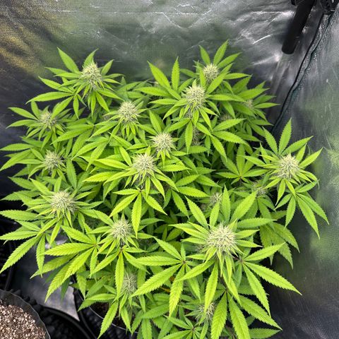 Gorilla Ghost growlog timeline photo
