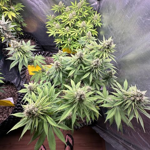 White Gorilla growlog timeline photo