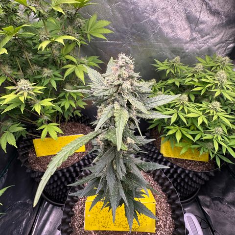 Blueberry Kush growlog timeline photo