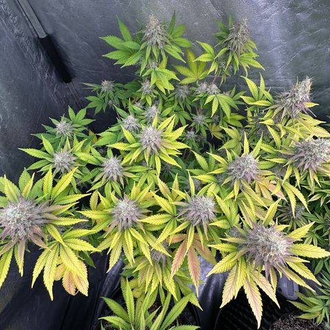 Gorilla Banana growlog timeline photo
