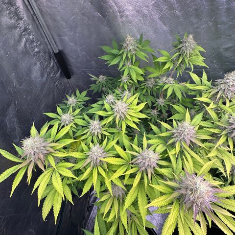 Gorilla Banana growlog timeline photo