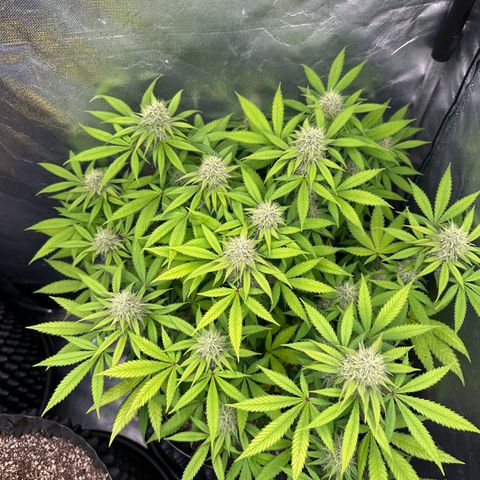 Gorilla Ghost growlog timeline photo