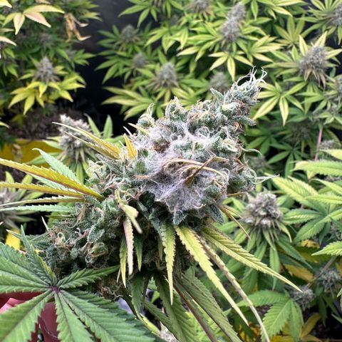 White Gorilla growlog timeline photo