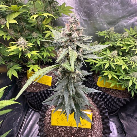 Blueberry Kush growlog timeline photo