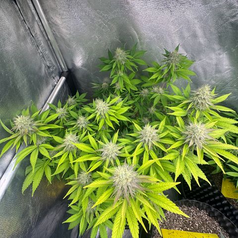 Gorilla Banana growlog timeline photo