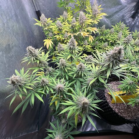 Gorilla Rainbow growlog timeline photo