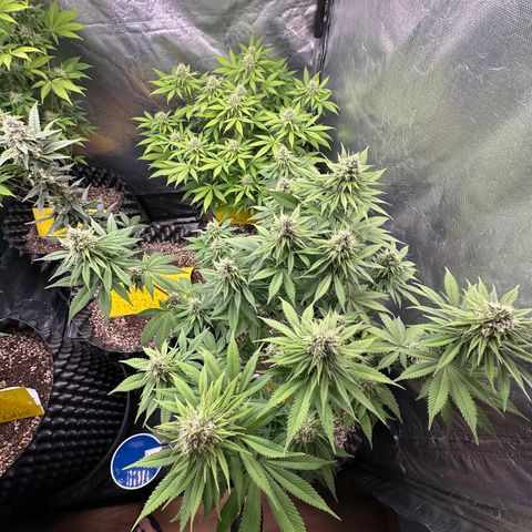 White Gorilla growlog timeline photo