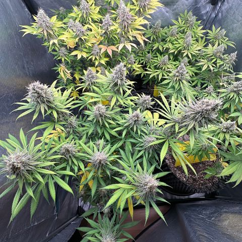 Gorilla Rainbow growlog timeline photo