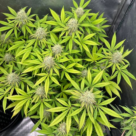 Gorilla Ghost growlog timeline photo