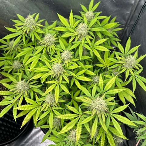 Gorilla Ghost growlog timeline photo