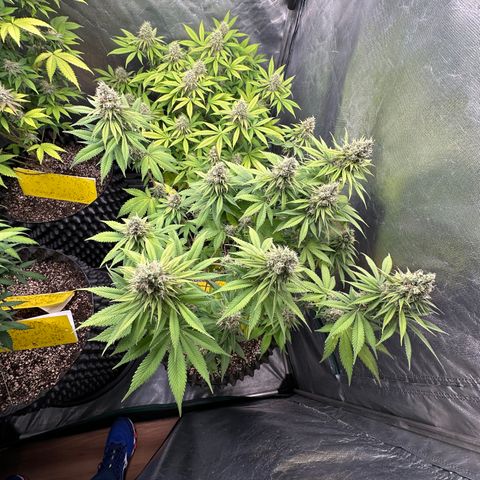 White Gorilla growlog timeline photo