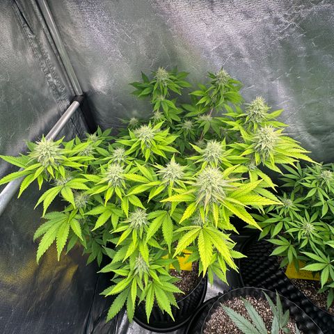 Gorilla Banana growlog timeline photo