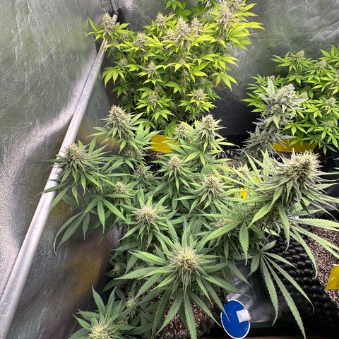 Gorilla Rainbow growlog timeline photo