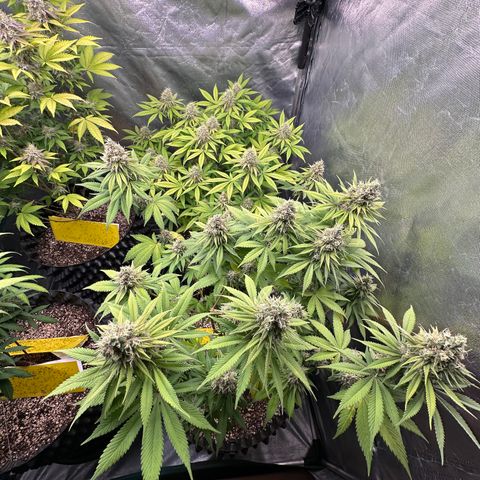 White Gorilla growlog timeline photo