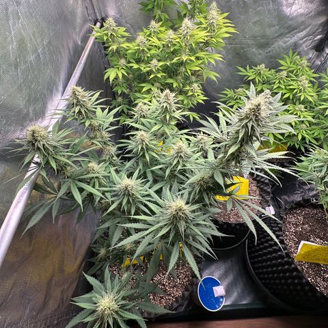 Gorilla Rainbow growlog timeline photo