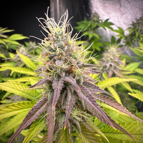 Gorilla Banana growlog timeline photo