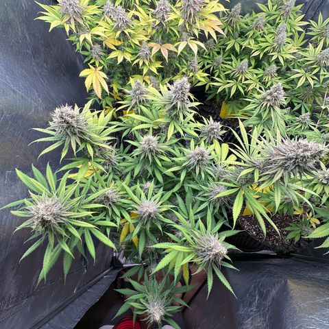 Gorilla Rainbow growlog timeline photo