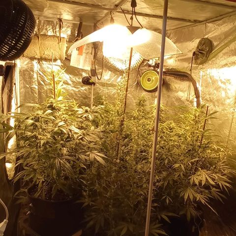 Génétique inconnue growlog photo: J + 57, première application k-boost pour fast Eddy1, TD 1 et 2… au prochaine arrosage ven 19 Nov, appliquer k-boost pour Td3 et d'autres à voir...