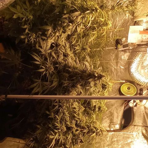 Génétique inconnue growlog photo: J + 67