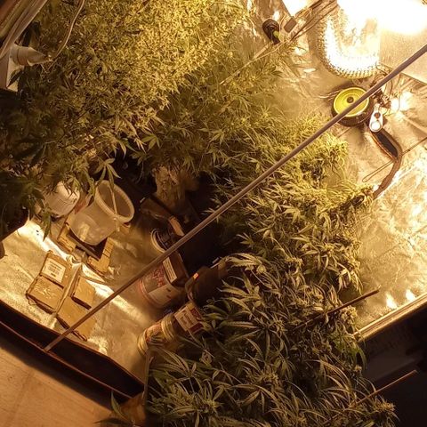 Génétique inconnue growlog photo: J + 67