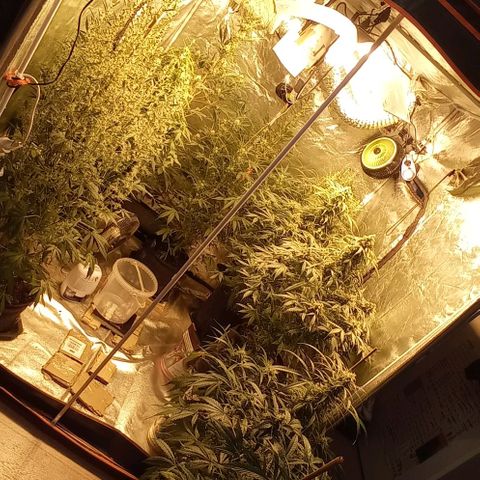 Génétique inconnue growlog photo: J + 67