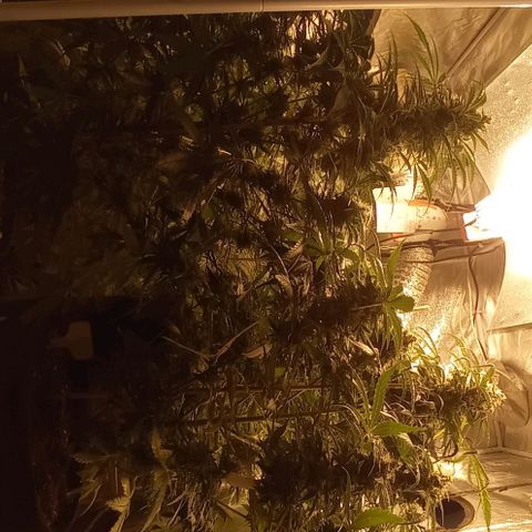 Génétique inconnue growlog photo: J + 67