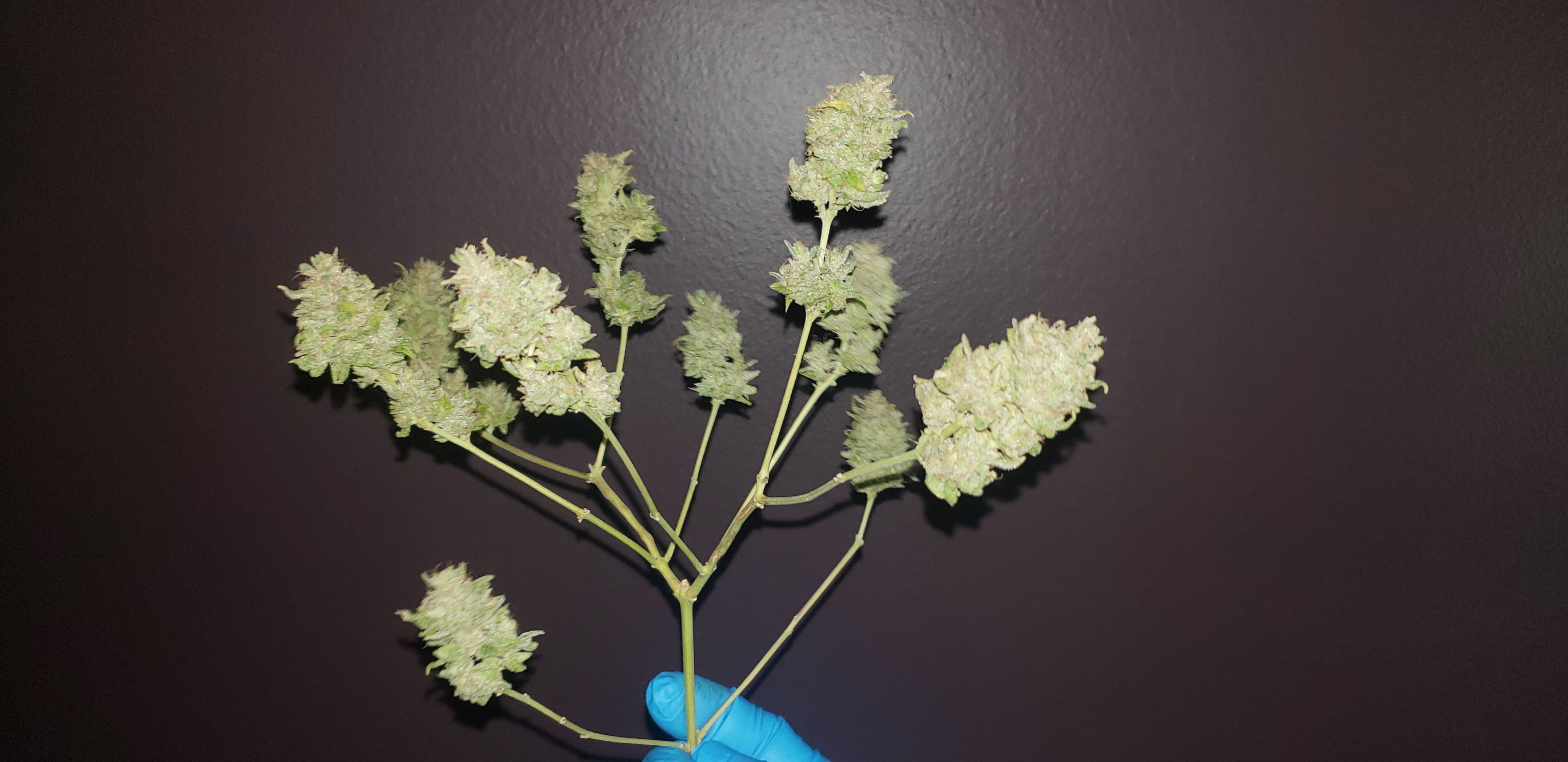 R.Q.S. Critical #1 (Fem) growlog header