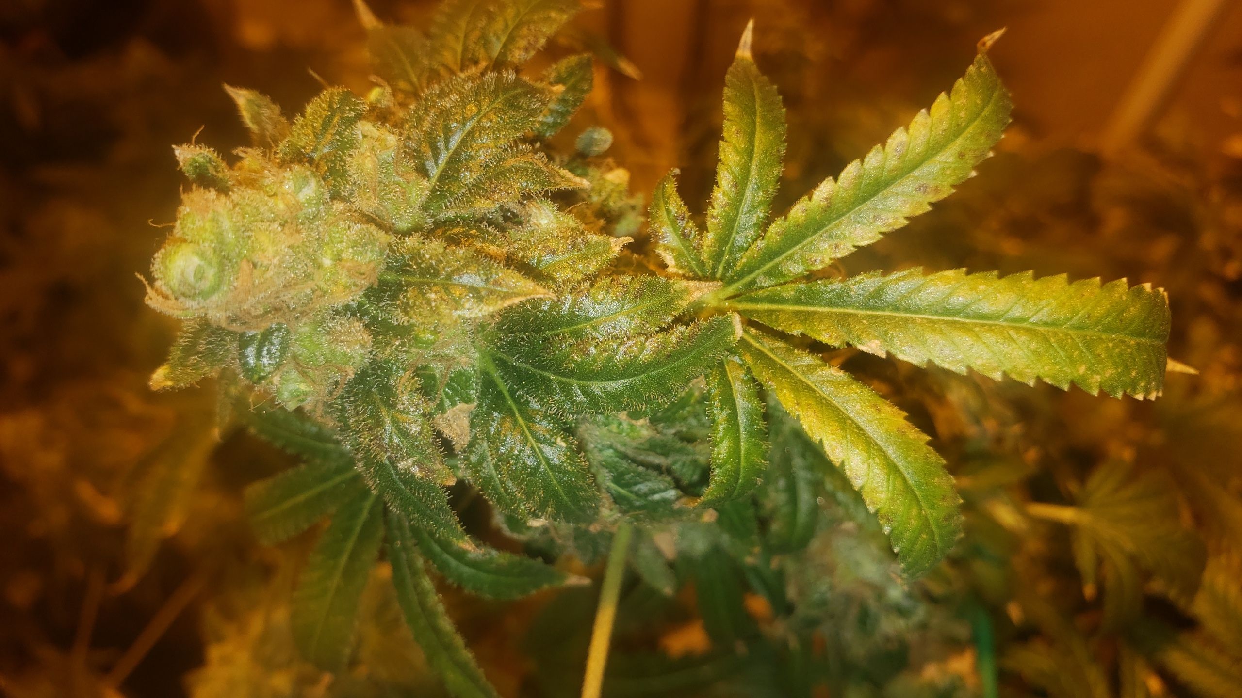 Tutankhamon #5-7 growlog header