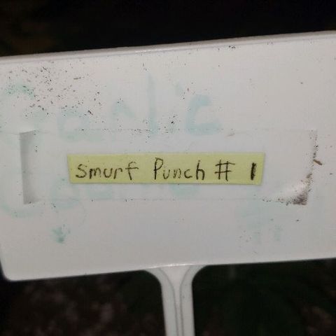 Smurf Punch F1 #3 (Female)  growlog timeline photo