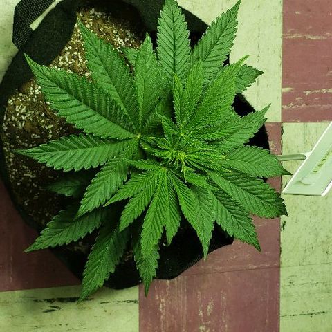 Smurf Punch F1 #3 (Female)  growlog timeline photo