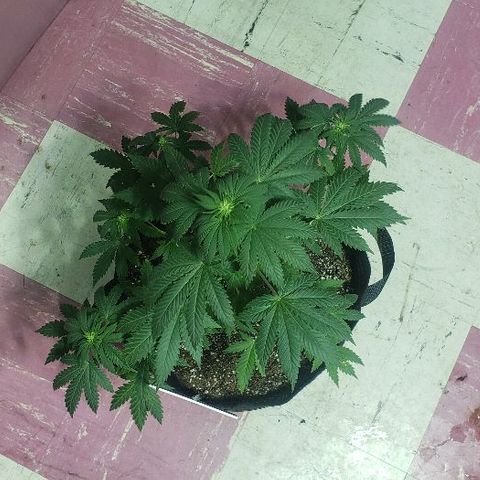 King Tut #3 Fem growlog timeline photo
