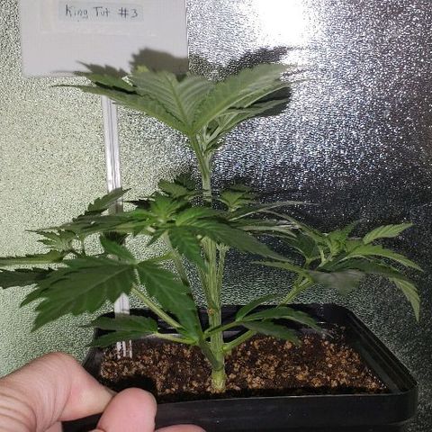 King Tut #3 Fem growlog timeline photo