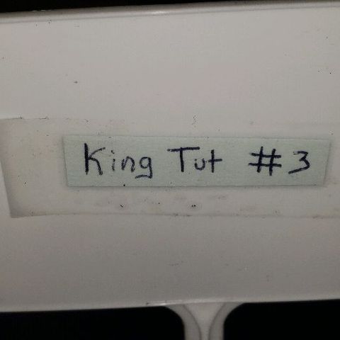 King Tut #3 Fem growlog timeline photo
