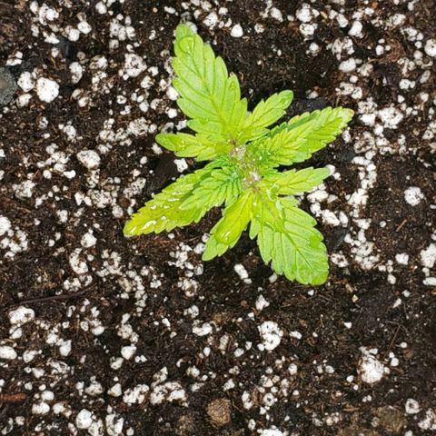 King Tut #3 Fem growlog timeline photo