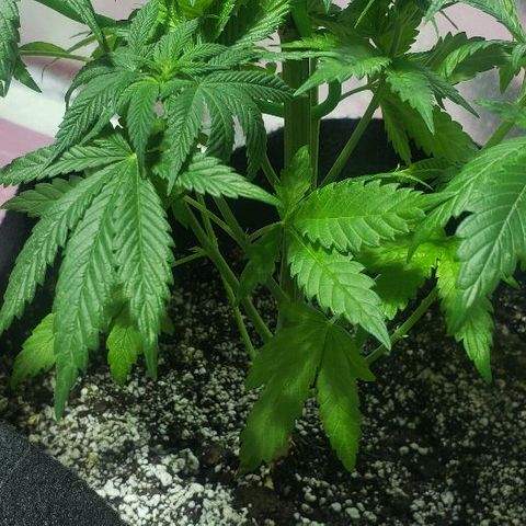 Smurf Punch F1 #3 (Female)  growlog timeline photo