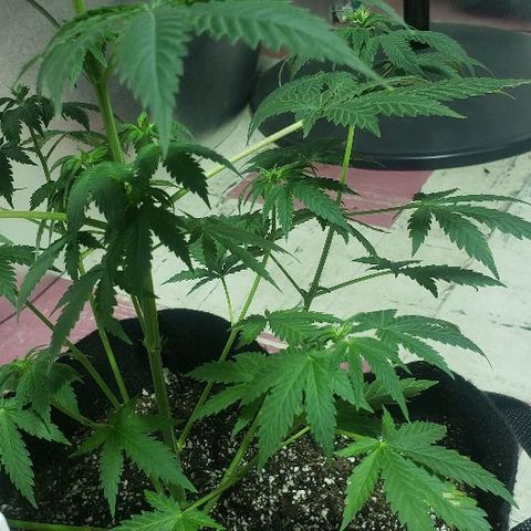 King Tut #3 Fem growlog timeline photo