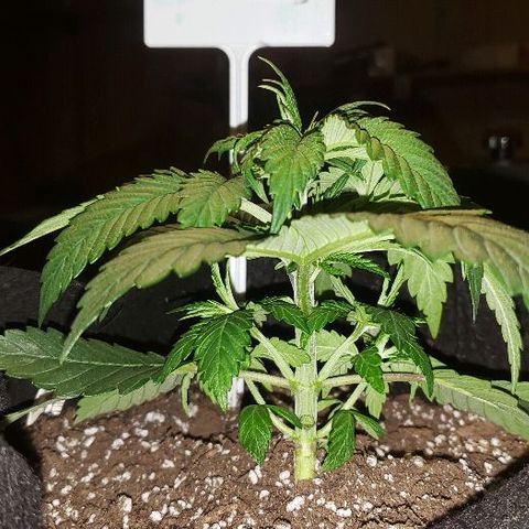 Smurf Punch F1 #3 (Female)  growlog timeline photo