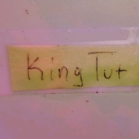 King Tut #3 Fem growlog timeline photo