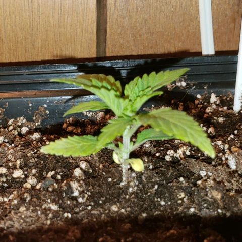 King Tut #3 Fem growlog timeline photo