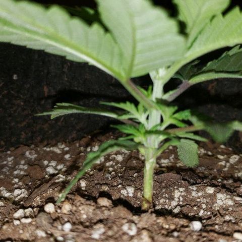 Smurf Punch F1 #3 (Female)  growlog timeline photo