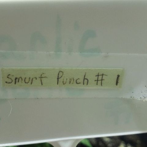 Smurf Punch F1 #3 (Female)  growlog timeline photo