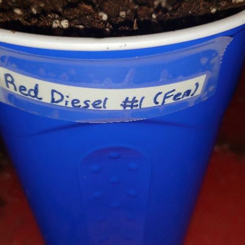 Red Diesel #1 (Fem) growlog timeline photo
