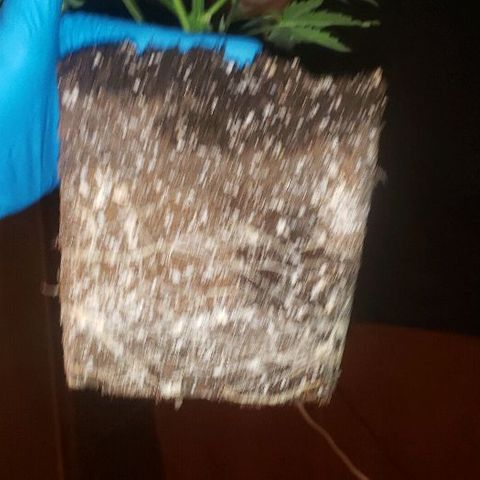 King Tut #3 Fem growlog timeline photo