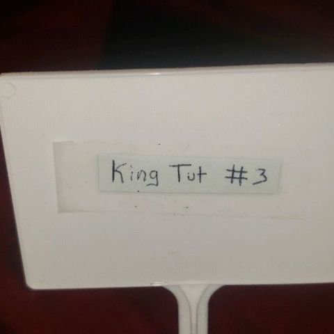 King Tut #3 Fem growlog timeline photo
