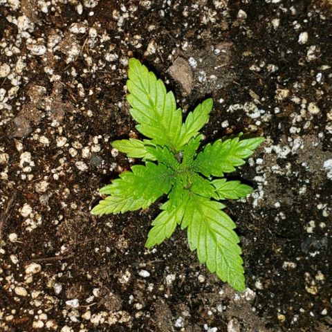 King Tut #3 Fem growlog timeline photo