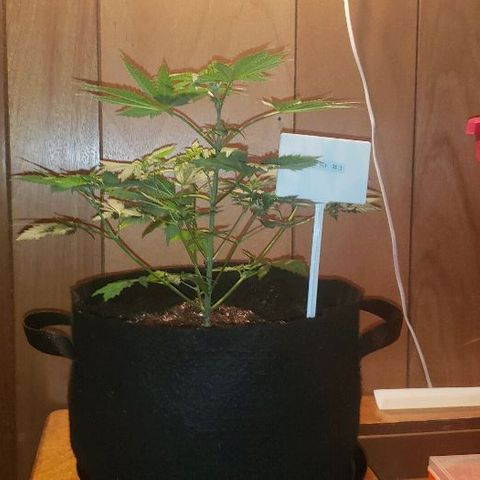King Tut #3 Fem growlog timeline photo