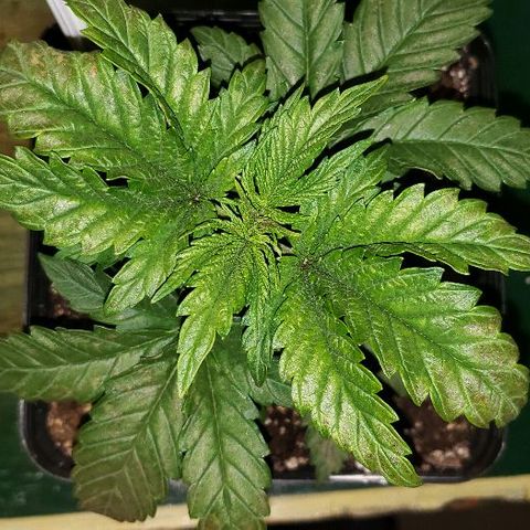 King Tut #3 Fem growlog timeline photo