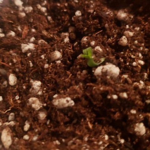 R.Q.S. Critical #1 (Fem) growlog photo