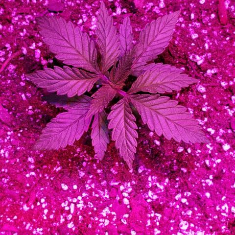 Smurf Punch F1 #3 (Female)  growlog timeline photo
